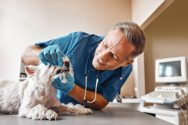 Best Walk-In Emergency Dentist in Jeffersonville, OH